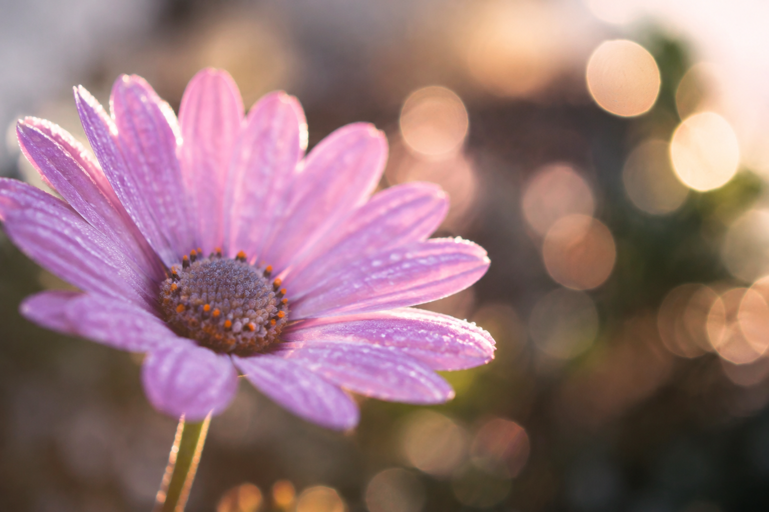Cận cảnh một bông hoa có phần cánh trước nét rõ và bokeh tròn ở hậu cảnh