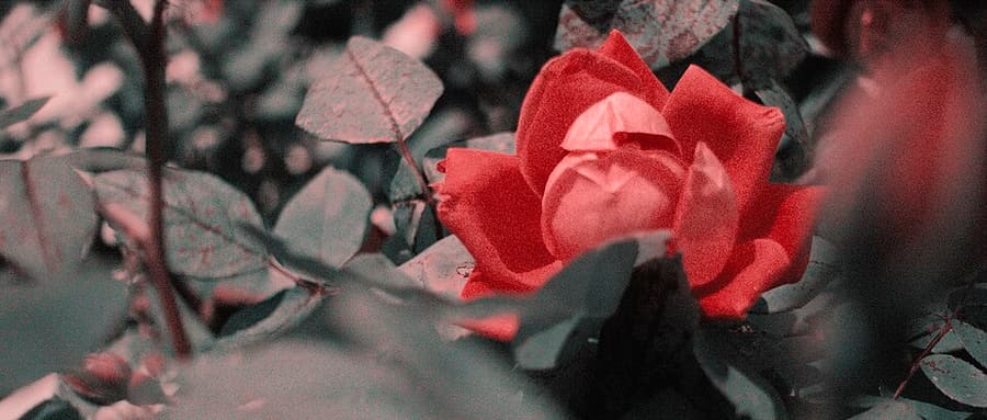 Minh họa chỉnh màu và xây dựng phong cách trong phần thực hành