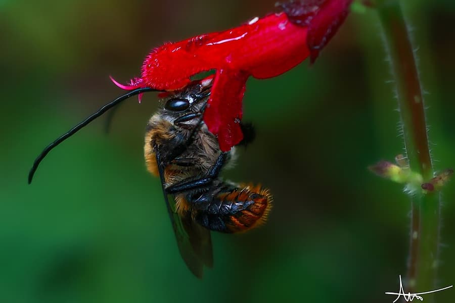 Minh họa vùng nét có chủ đích: bokeh đến focus stacking trong phần lỗi thường gặp